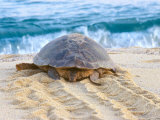 Loggerhead Turtle, Nagata, Kagoshima, Yakushima, Japan Photographic Print by Rob Tilley