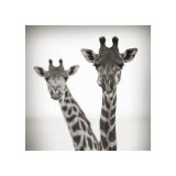 Timeless Africa I Giclee Print by Andy Biggs