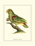 Paradise Parrot  Print by George Edwards