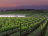 Sunrise on the Fog Behind Vineyard in Napa Valley, California, USA Photographic Print by Janis Miglavs