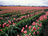 Tulip Field, Skagit Valley, Washington, USA Photographic Print by William Sutton