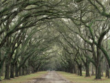 Moss-Covered Plantation Trees, Charleston, South Carolina, USA Photographic Print by Adam Jones