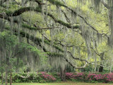 Live Oak Tree Draped with Spanish Moss, Savannah, Georgia, USA Photographic Print by Adam Jones