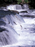 Salmon Leap Over Brooks Falls at Katmai National Park, Alaska, USA Fotografie-Druck von Gavriel Jecan