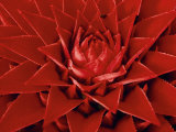Large Flower of the Pineapple Family, Borro Colorado Island, Panama Photographic Print by Christian Ziegler