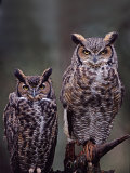 Great Horned Owls, Washington, USA Photographic Print by Charles Sleicher