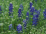 Texas Bluebonnet and Wild Buckwheat, Texas, USA Photographic Print by Claudia Adams