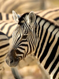 Zebra at Namutoni Resort, Namibia Photographic Print by Joe Restuccia III
