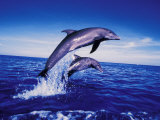 Bottlenose Dolphins, Caribbean Photographic Print by Stuart Westmoreland
