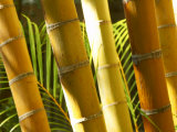 Bamboo Stems, Queensland Australia Photographic Print by David Wall