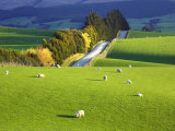 Farmland, South Otago, South Island, New Zealand Photographic Print by David Wall