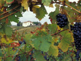 Farmhouse View Through Grapevine, Tuscany, Italy Photographic Print by John & Lisa Merrill