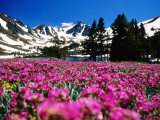 Flowers with Mountains in the Background, Sierra Nevada Mountains, United States of America Photographic Print by Jerry Alexander