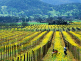 Farmer in a Vineyard in Early Spring, Napa Valley, United States of America Photographic Print by Jerry Alexander
