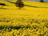 Field of Oil-Rape Seed, Spring, Harvington, United Kingdom Photographic Print by Barbara Van Zanten