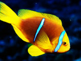 Orange-Fin Anemonefish (Amphiprion Chrysopterus), French Polynesia Photographie par Michael Aw