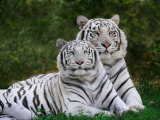 White Phase of the Bengal Tiger Photographic Print by Adam Jones