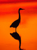 Great Blue Heron Fishing at Sunset, Sanibel Island, Ding Darling National Wildlife Refuge, Florida Photographic Print by Charles Sleicher