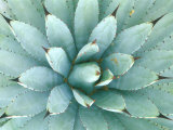 Agave, Desert Botanical Museum, Phoenix, Arizona, USA Photographic Print by Rob Tilley