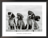 Wonder  Print by Sharon Beals