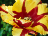 Parrot Tulip Photographic Print by Georgia Glynn-smith
