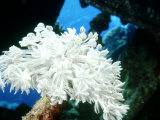 Octo Corals, St. Johns Reef, Red Sea Photographic Print by Mark Webster