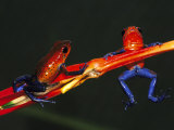 Strawberry Poison Arrow Frog, Costa Rica Photographic Print by Brian Kenney