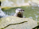 Asian Short Clawed Otter, Curious Otter Peering Over Rock, Earsham, UK Photographic Print by Elliott Neep