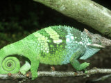 Fischers Chameleon, Male, Tanzania Photographic Print by Andrew Bee