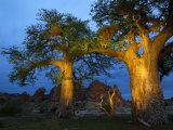 Baobab Trees at Twilight, Tuli Lodge, Botswana Photographic Print by Roger De La Harpe