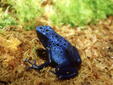 Blue Poison Dart Frog, Surinam Photographic Print by Andrew Bee