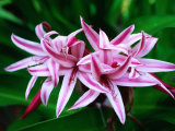 Seychelles Lily, Seychelles Photographic Print by Ralph Lee Hopkins