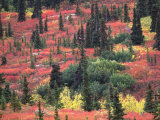 Red and Yellow Foliage of Denali National Park, Alaska, USA Photographic Print by Charles Sleicher