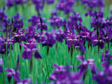 Purple Iris at Weyerhaeuser Rhododendron Display, Washington, USA Photographic Print by William Sutton