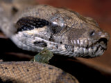 Young Boa Constrictor, Barro Colorado Island, Panama Photographic Print by Christian Ziegler