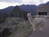 Llama by Guard House, Ruins, Machu Picchu, Peru Photographic Print by Claudia Adams