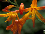 Orange Lily Flowers, Vulcano Baru, Parque National de Amistad, Chiriqui Province, Panama Photographic Print by Christian Ziegler