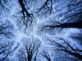 Winter View of Canopy, Jasmund National Park, Island of Ruegen, Germany Photographic Print by Christian Ziegler