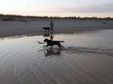 Twp Black Labradors Running on Beach in Cape Cod, United States Photographic Print by Keenpress 