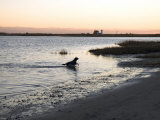 Black Labrador Running on Beach in Cape Cod, United States Photographic Print by Keenpress 