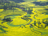 Yellow Rape Flowers Cover Qianqiou Terraces, China Photographic Print by Charles Crust