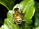 Honey Bee, Apis Mellifera, Photographic Print