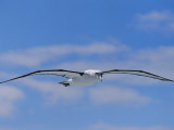 A Shy Albatross in Flight in a Clear Blue Sky, This Species is Considered Vulnerable, Photographic Print
