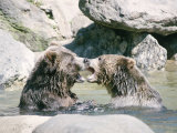Bears Playing in Water Photographic Print by Chris Minerva