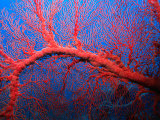 Gorgonian Sea Fan, Sabah, Malaysia Photographie par Michael Aw