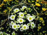 Flowers for Sale at a Milanese Flower Stall, Milan, Lombardy, Italy Photographic Print by Setchfield Neil