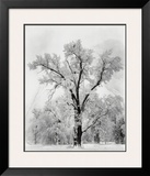 Oak Tree, Snowstorm, Yosemite National Park, 1948 Prints by Ansel Adams