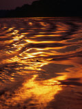 Sunlight Reflecting off the Dark Water of the Rio Negro, Amazonas, Brazil Photographic Print by Tom Cockrem
