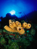 Yellow Tube and Red Sponges in Little Cayman, Bloody Bay Wall, West End Point, Cayman Islands Photographic Print by Michael Lawrence