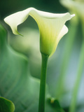 Arum Lily Photographic Print by Georgia Glynn-smith